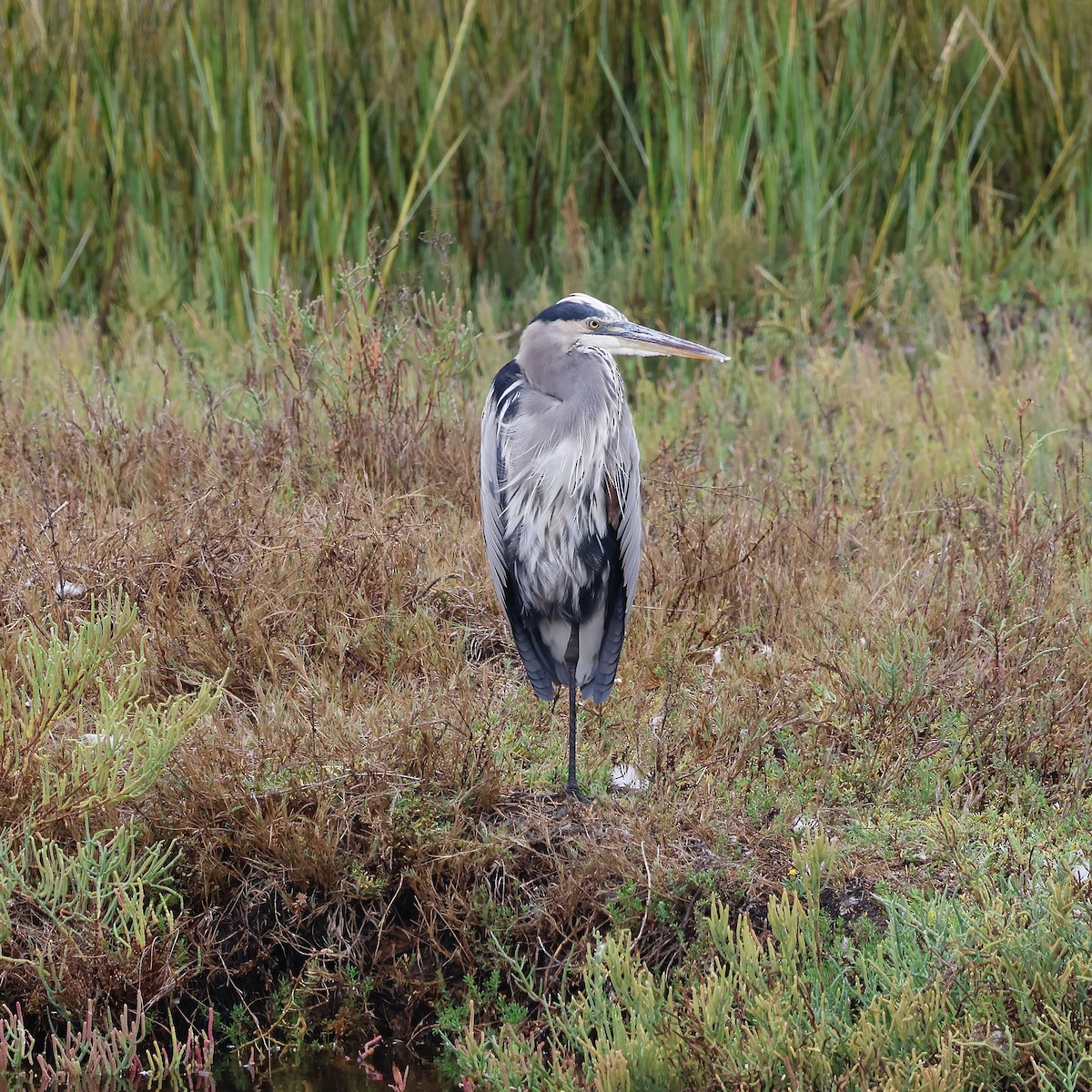 Great Blue Heron - ML624197941