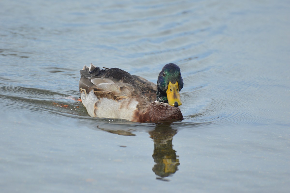 Canard colvert - ML624197947