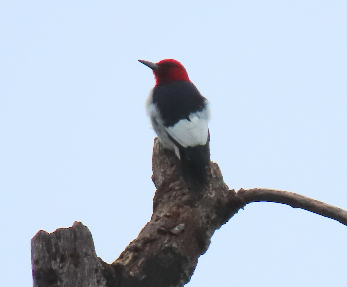 Red-headed Woodpecker - Heather Buttonow