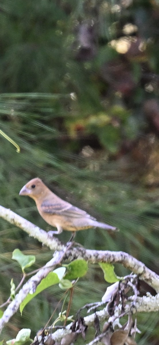 Blue Grosbeak - ML624197957