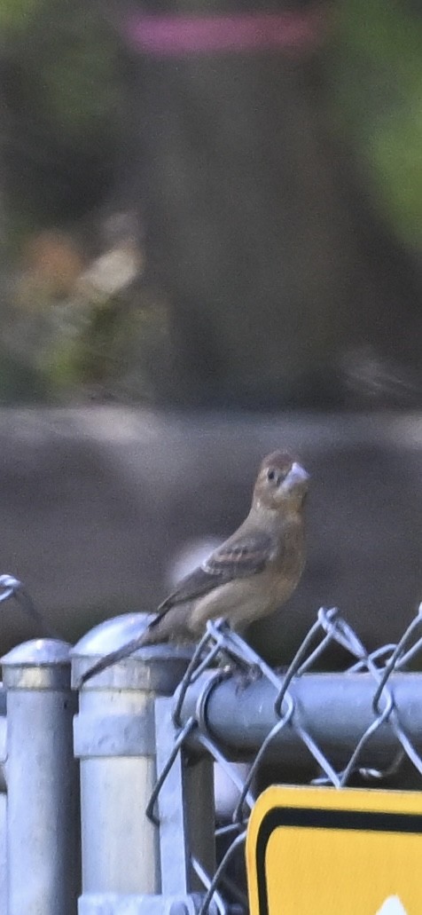 Blue Grosbeak - ML624197958