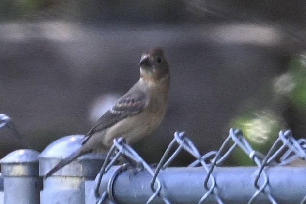 Blue Grosbeak - ML624197959