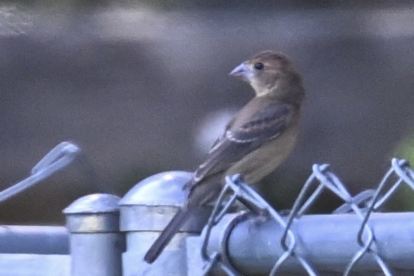 Blue Grosbeak - ML624197960