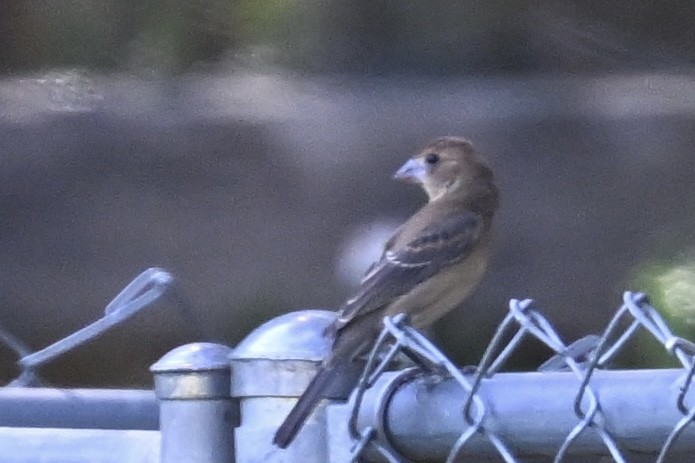 Blue Grosbeak - ML624197961