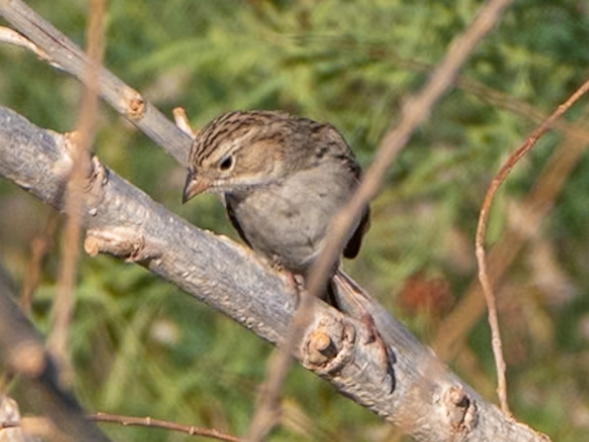 Brewer's Sparrow - ML624197974