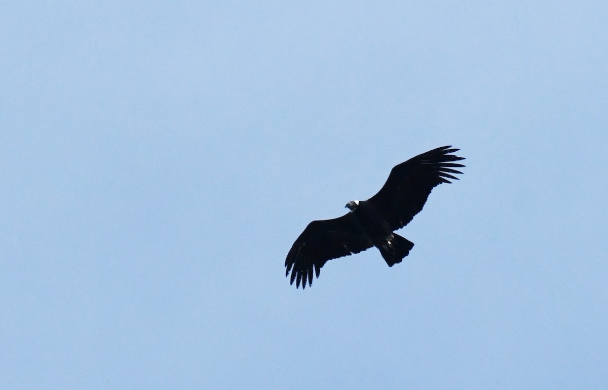 Andean Condor - ML624197983