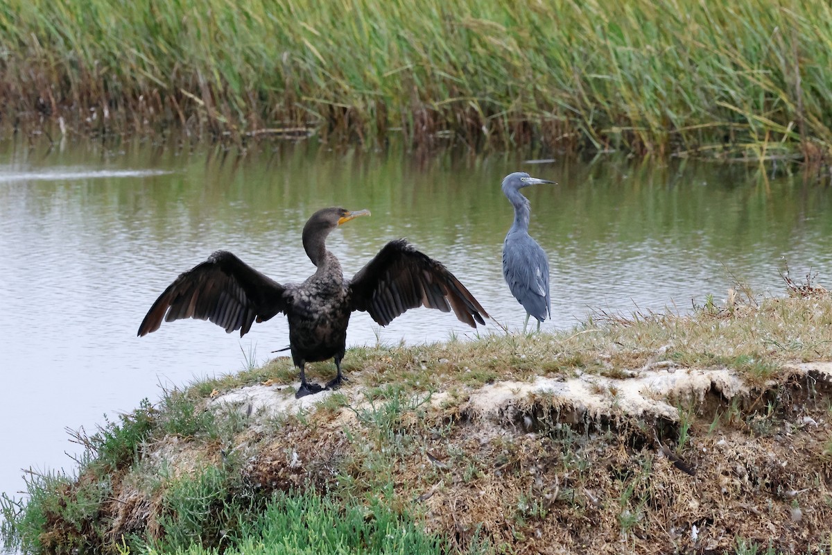 Little Blue Heron - ML624198012