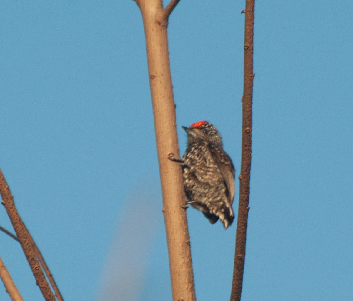 White-wedged Piculet - ML624198033