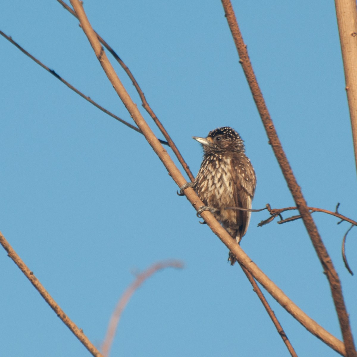 White-wedged Piculet - ML624198034