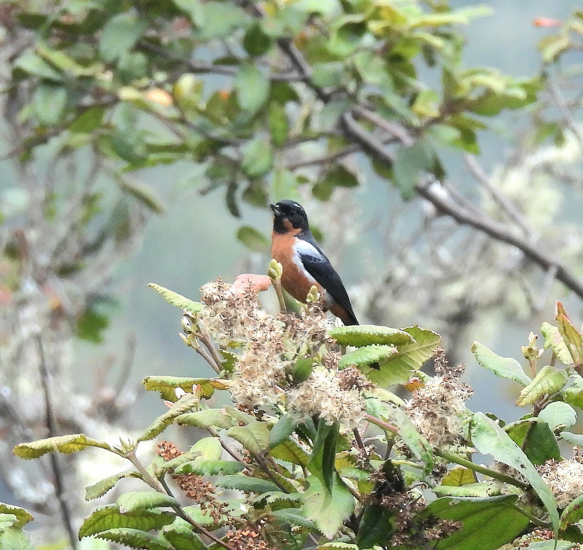 Black-throated Flowerpiercer - ML624198057