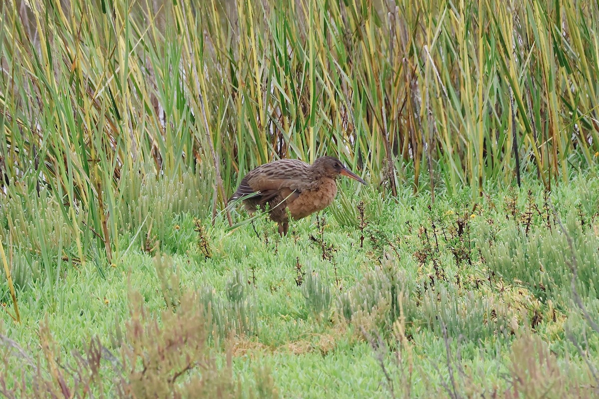 Ridgway's Rail - ML624198090