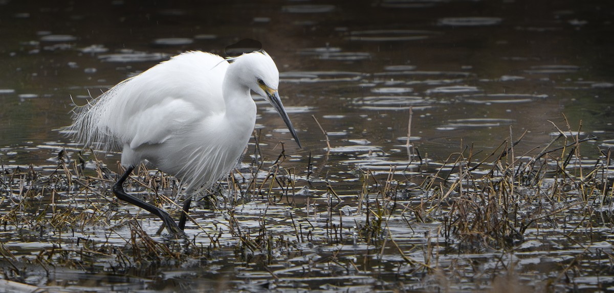 Little Egret - ML624198096