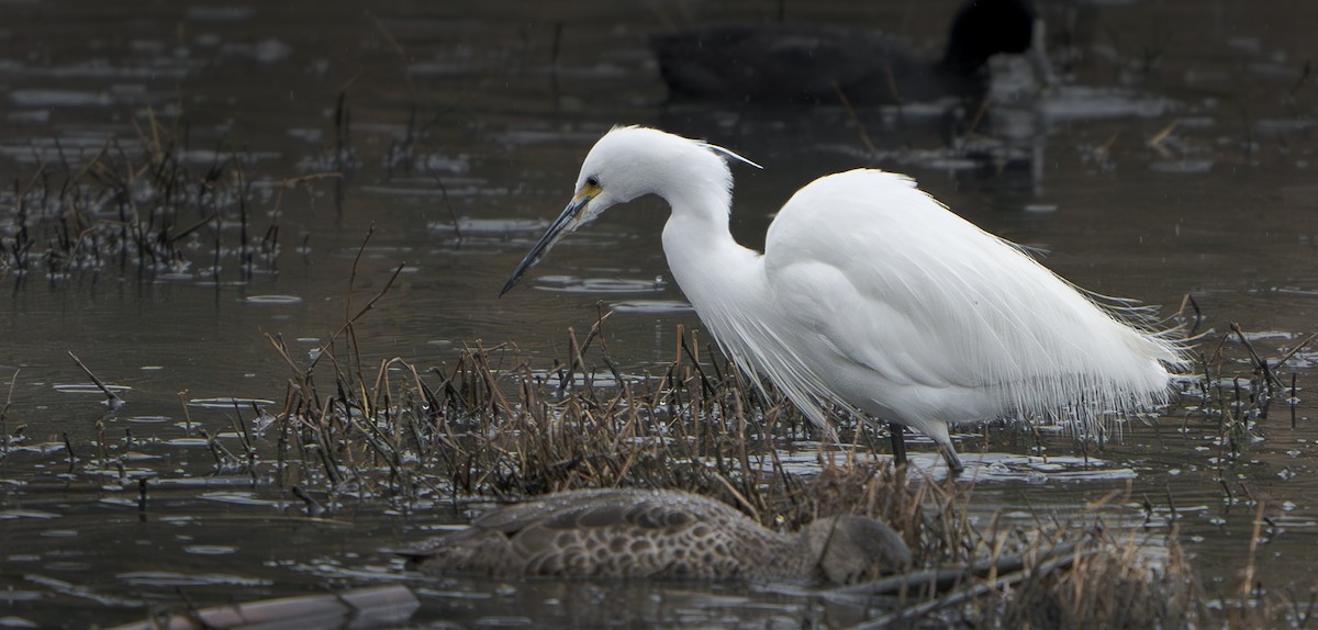 Little Egret - ML624198097