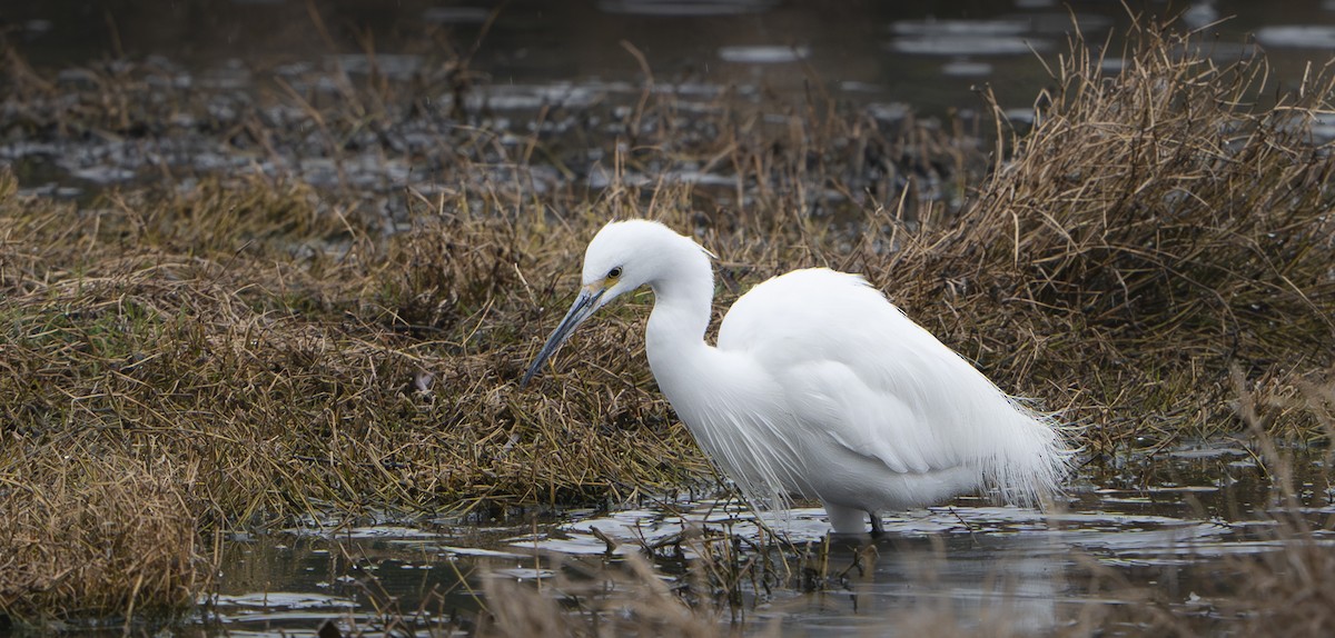 Little Egret - ML624198098