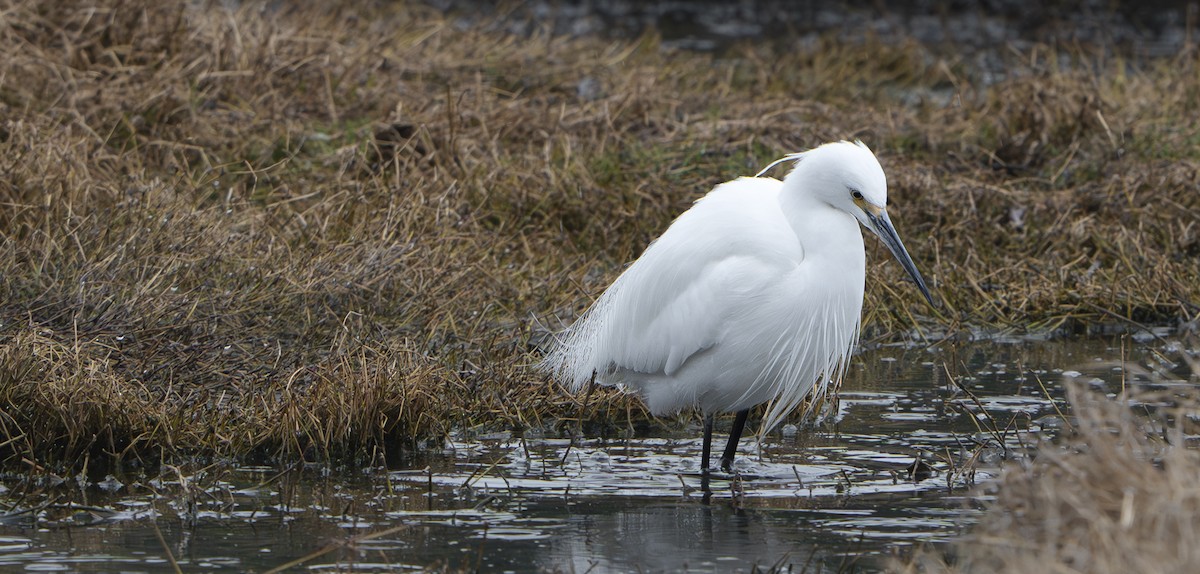 Little Egret - ML624198099