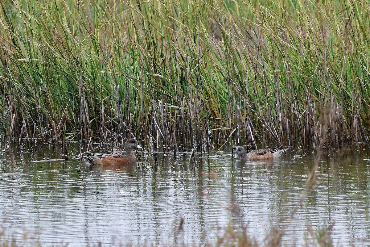 American Wigeon - ML624198120