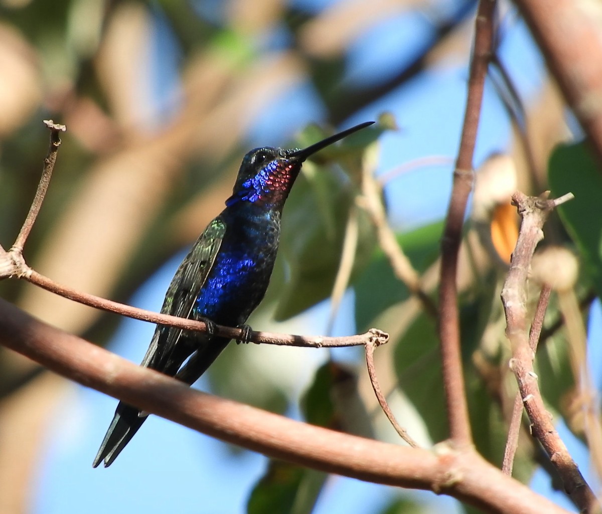 Blue-tufted Starthroat - Alan Hentz