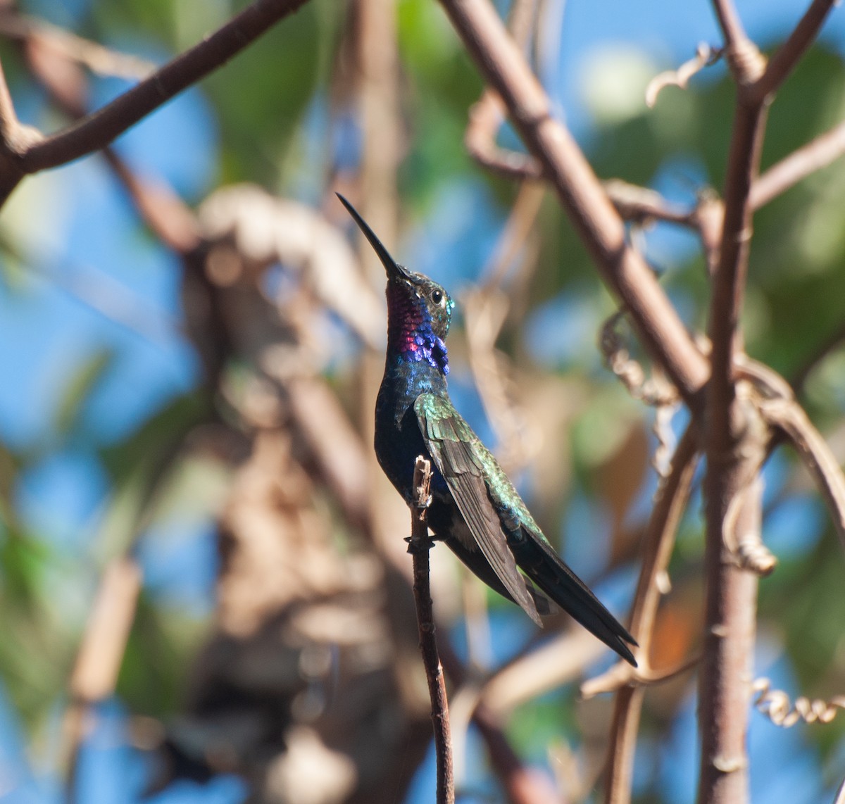 Colibrí de Barbijo - ML624198124