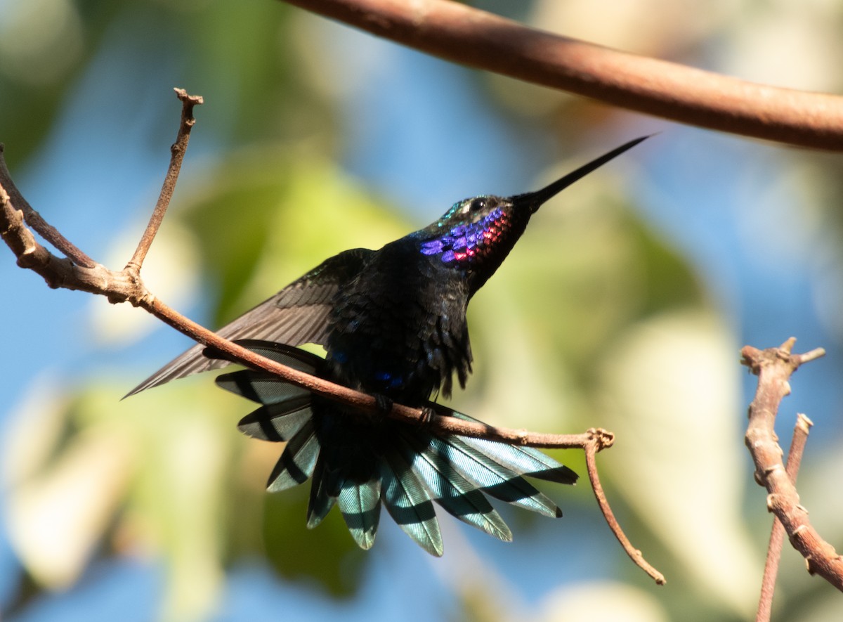 Colibrí de Barbijo - ML624198126