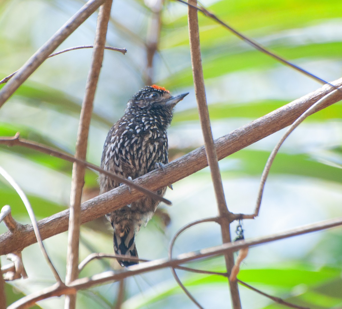 White-wedged Piculet - ML624198134