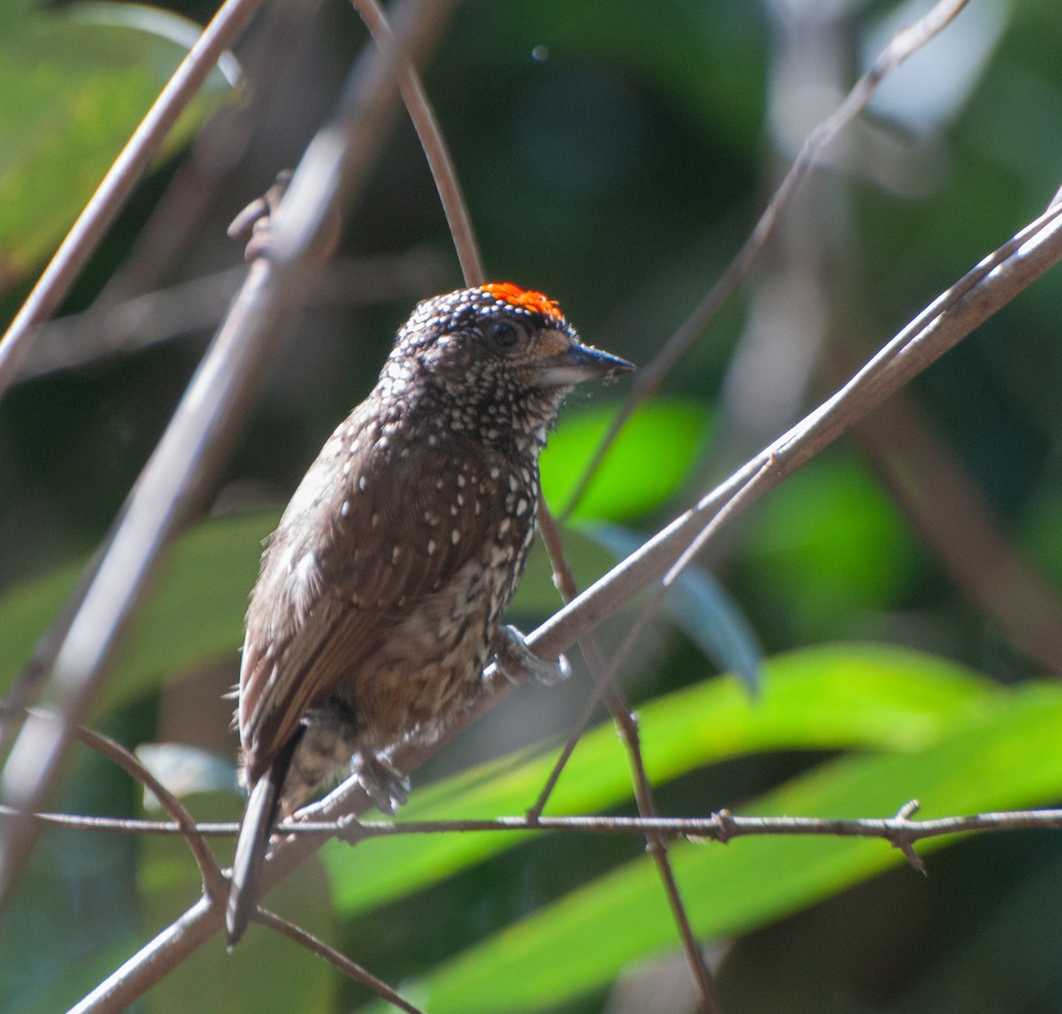 White-wedged Piculet - ML624198135