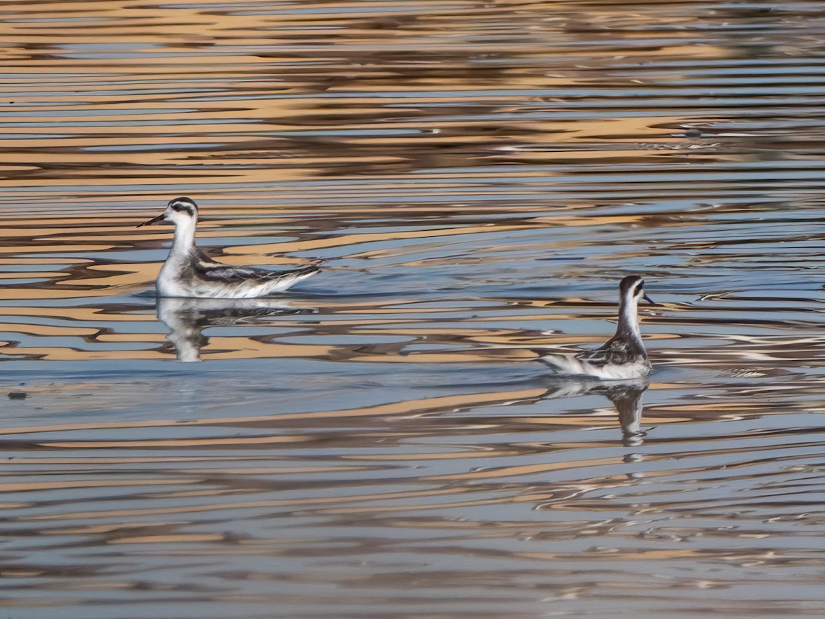 Red-necked Phalarope - ML624198136