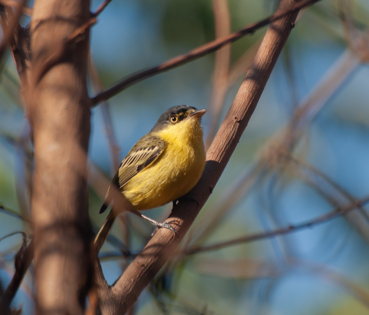 Common Tody-Flycatcher - ML624198164