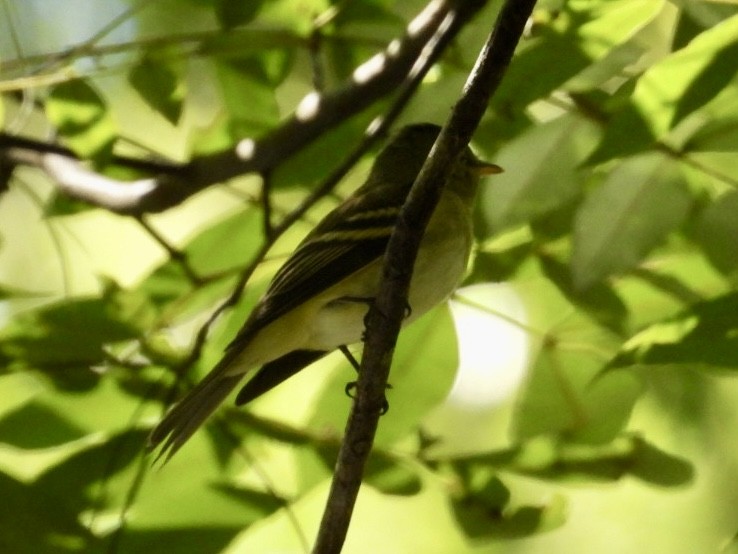 Acadian Flycatcher - ML624198165