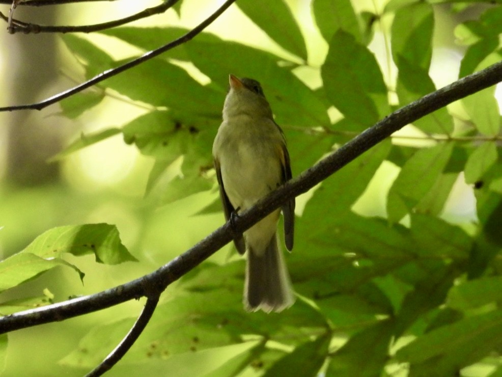 Acadian Flycatcher - ML624198166