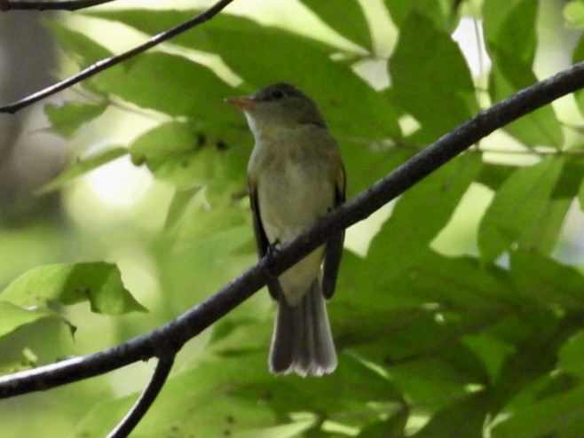 Acadian Flycatcher - ML624198167