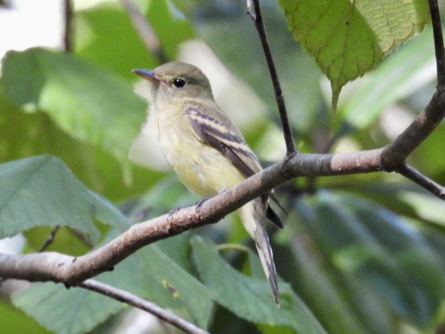 Acadian Flycatcher - ML624198168