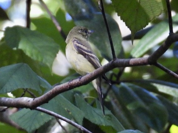 Acadian Flycatcher - ML624198169