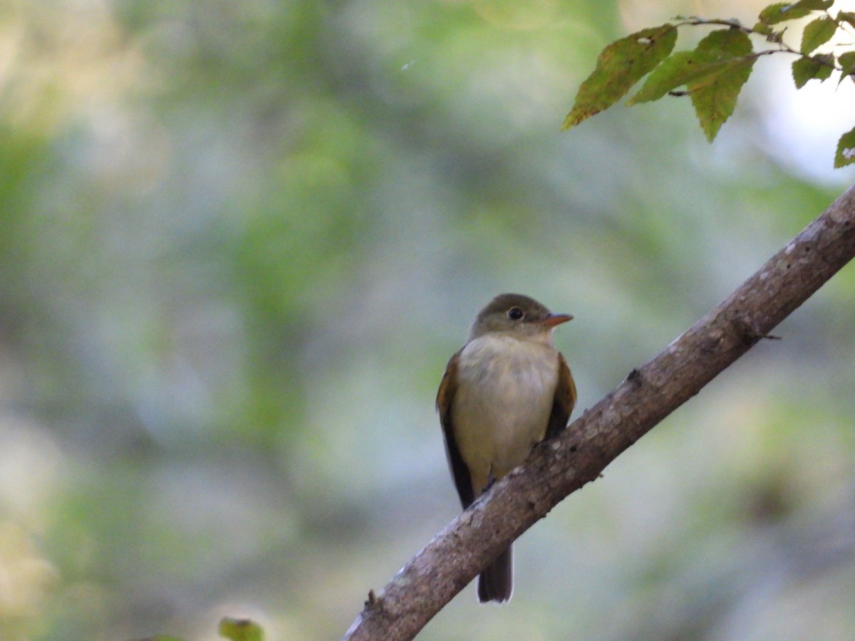 Acadian Flycatcher - ML624198170