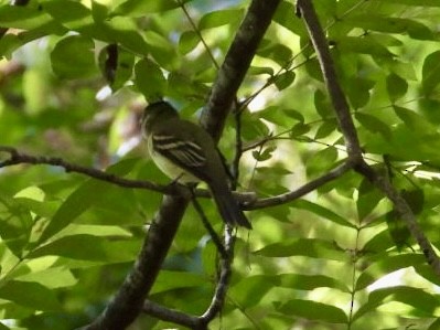 Acadian Flycatcher - ML624198171