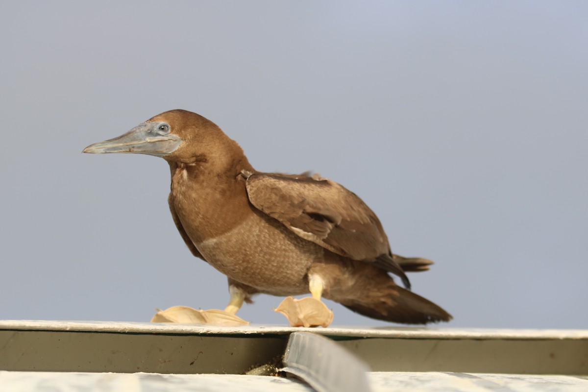 Brown Booby - ML624198173