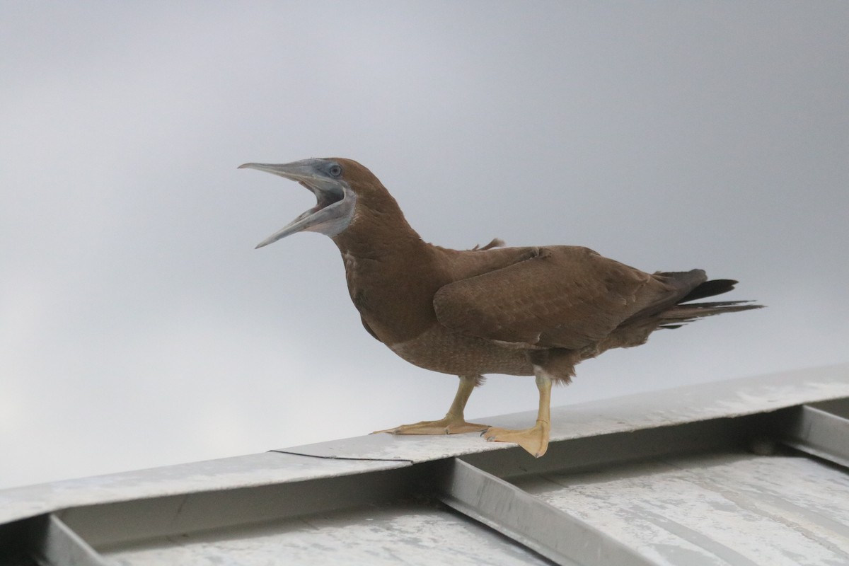 Brown Booby - ML624198188