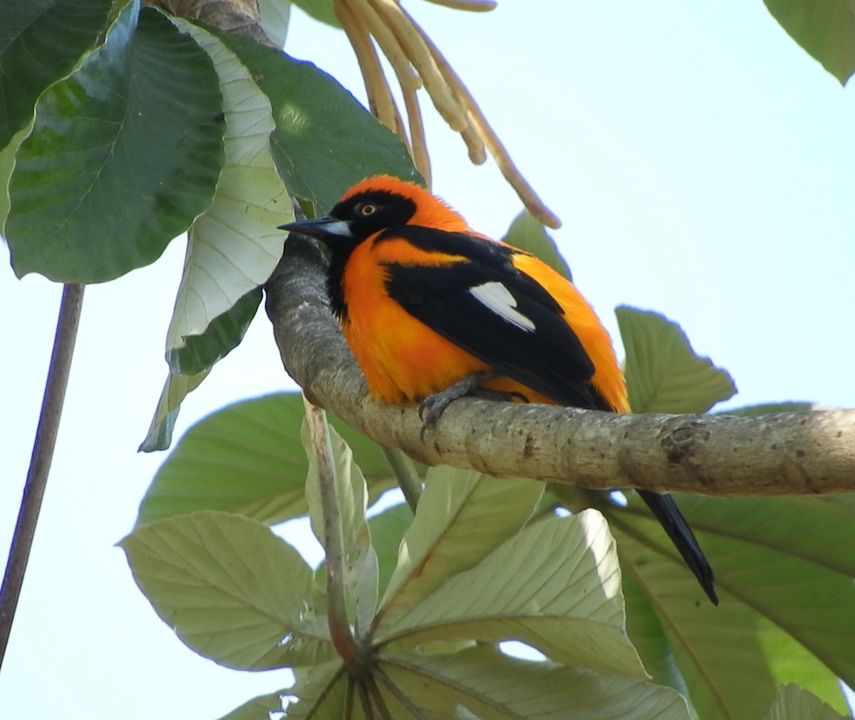 Orange-backed Troupial - ML624198196