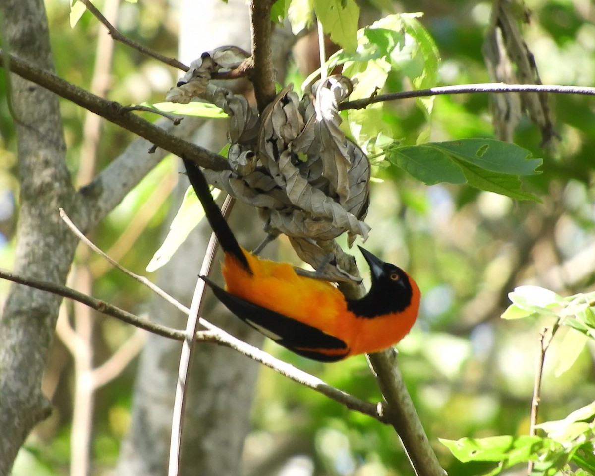 Orange-backed Troupial - ML624198197