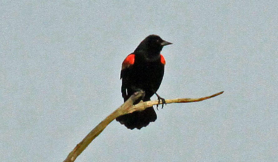 Red-winged Blackbird - ML624198200