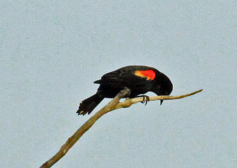 Red-winged Blackbird - ML624198201