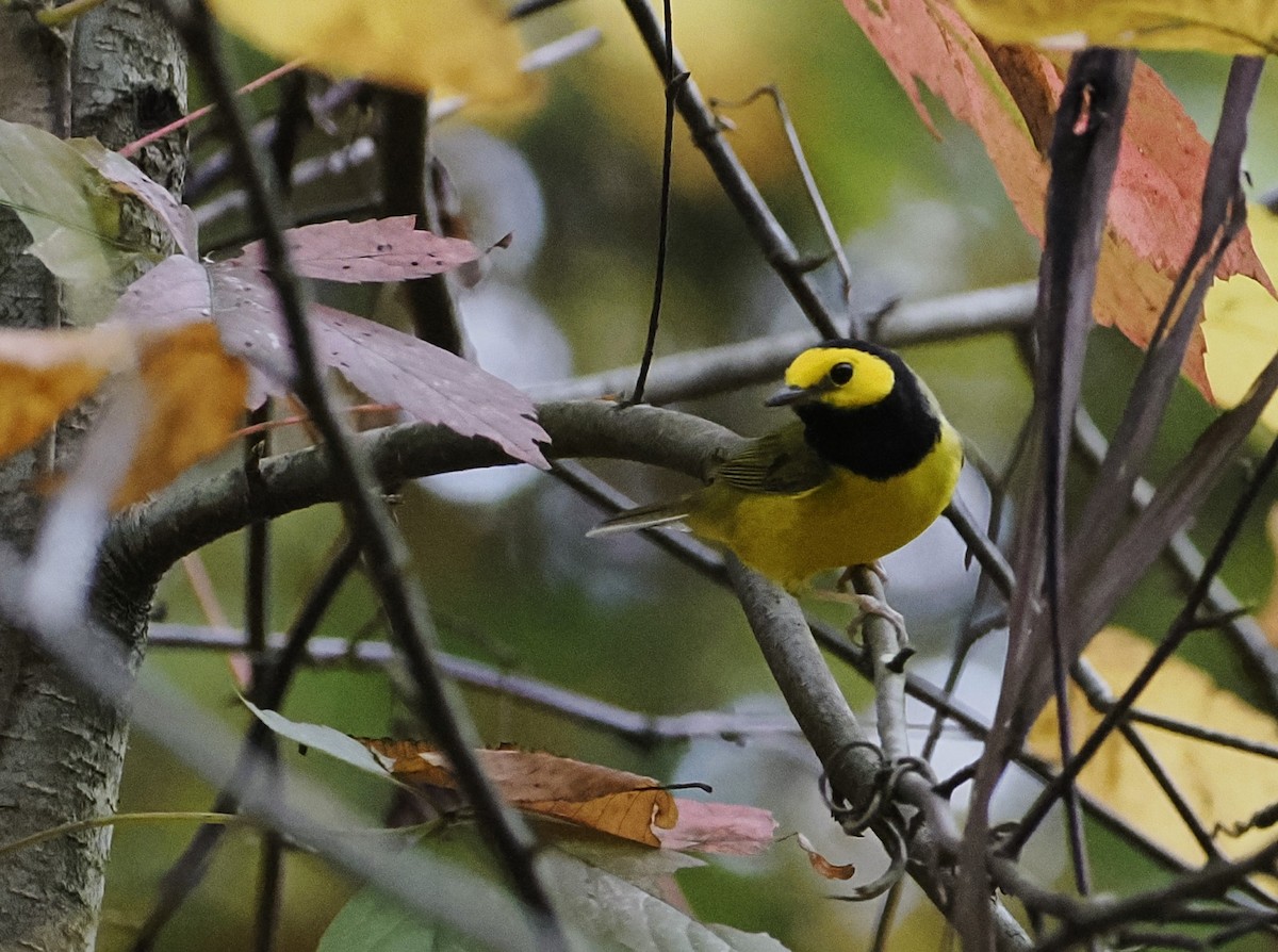 Hooded Warbler - ML624198204