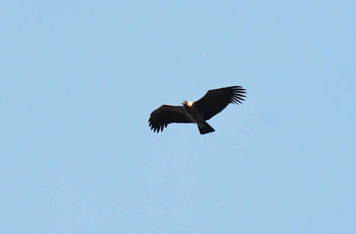 Andean Condor - ML624198225