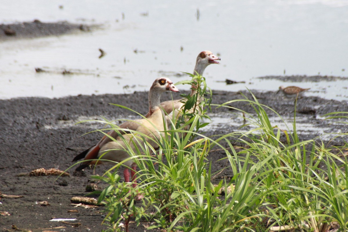 Egyptian Goose - Maggie Paxson