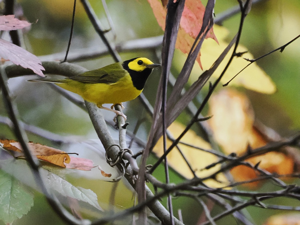 Hooded Warbler - ML624198227