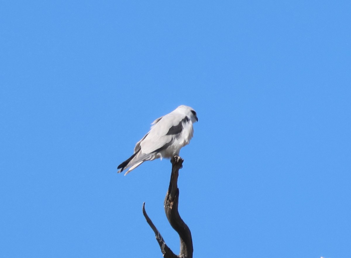 Black-shouldered Kite - ML624198252