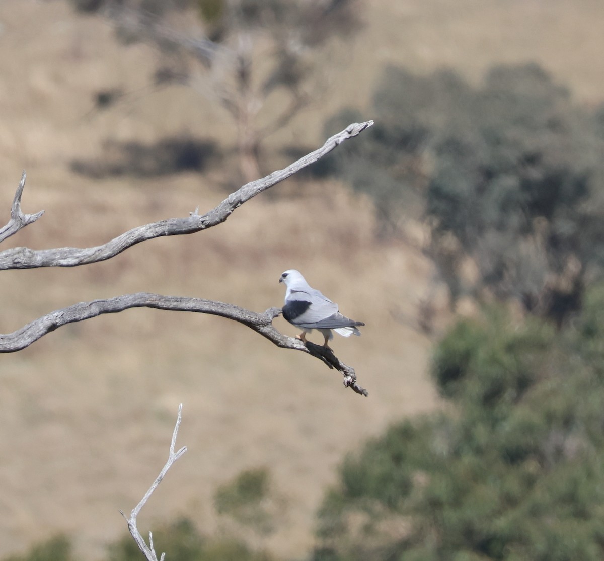 Black-shouldered Kite - ML624198253