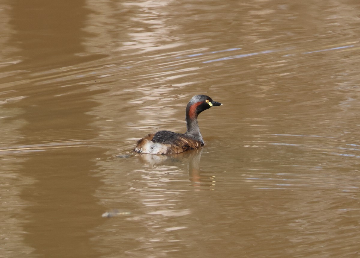 Australasian Grebe - ML624198278