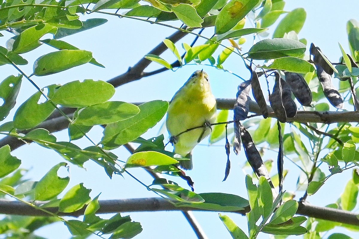 Orange-crowned Warbler - ML624198310