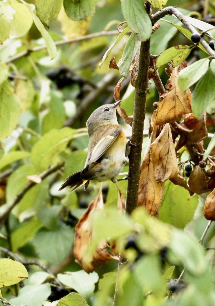 American Redstart - ML624198312