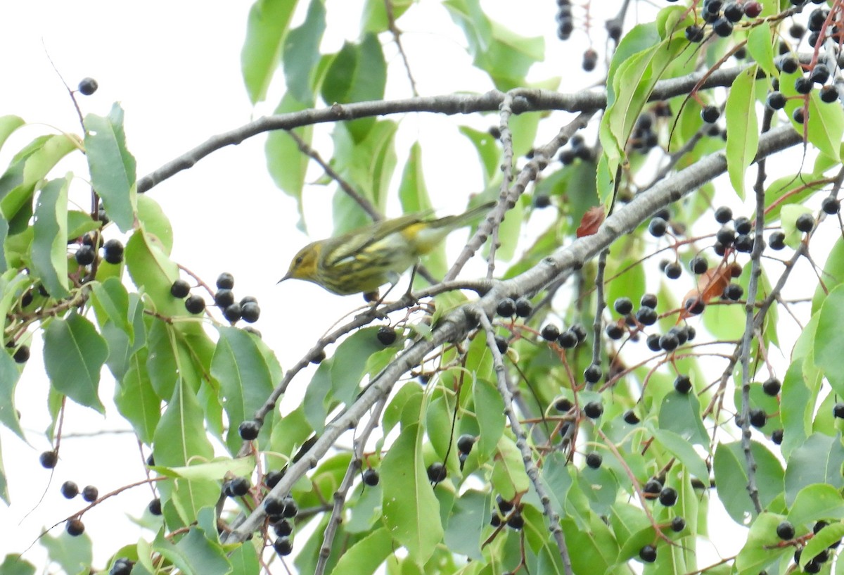 Cape May Warbler - ML624198315